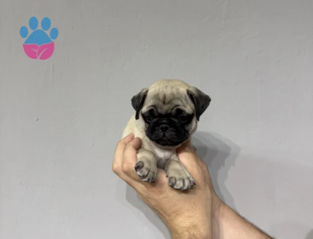 Krem renk pug bebekler