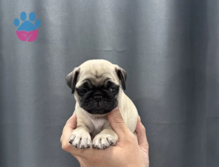 Evinizin bebeği pug - 5026