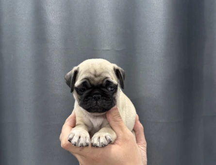 Evinizin bebeği pug - 5026