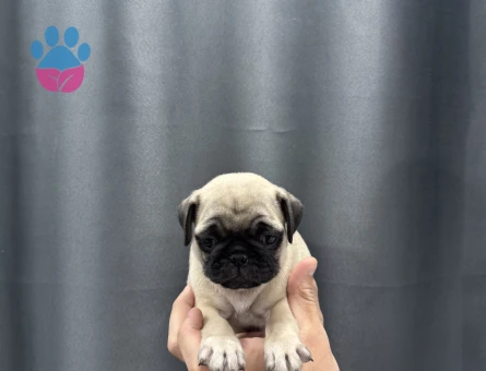 Evinizin bebeği pug