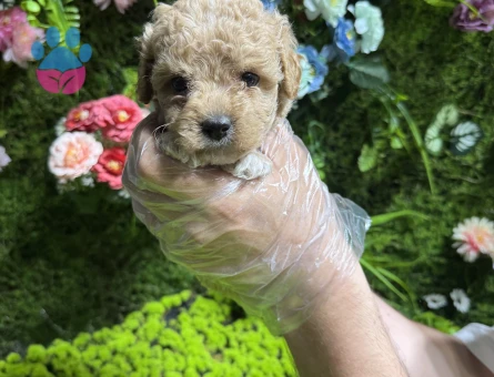 En minik boy maltipoo yavruları - 5027