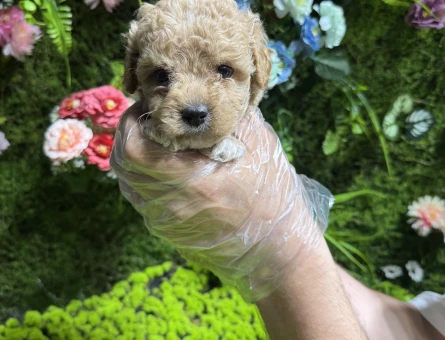 En minik boy maltipoo yavruları - 5027