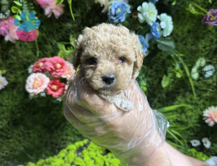 En minik boy maltipoo yavruları