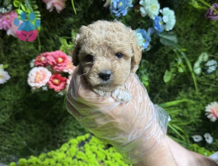 En minik boy maltipoo yavruları