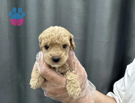 0 numara baby face maltipoo yavrular - 5028