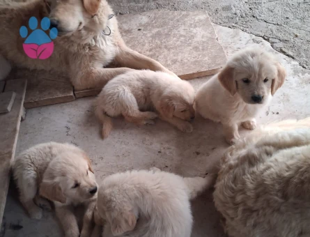 Golden yavrularım yeni evini bekliyorrrrrr - 5030