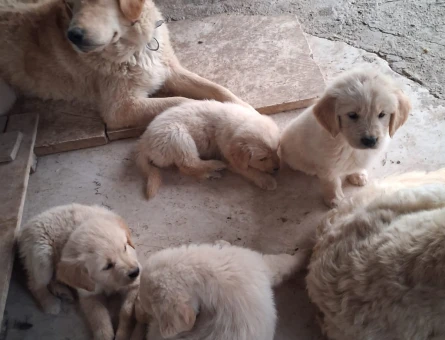 Golden yavrularım yeni evini bekliyorrrrrr - 5030