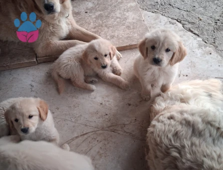 Golden yavrularım yeni evini bekliyorrrrrr