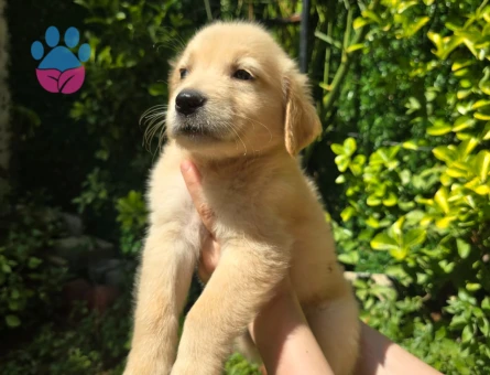 Golden retriever 3 Aylık Erkek - 5037