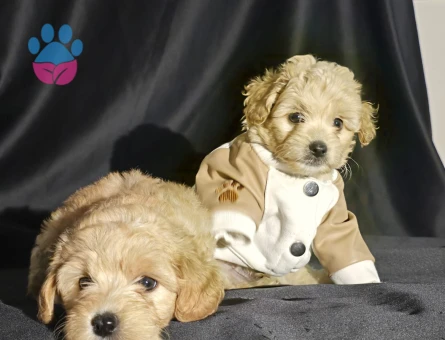 Orijinal Teacup Maltipoo