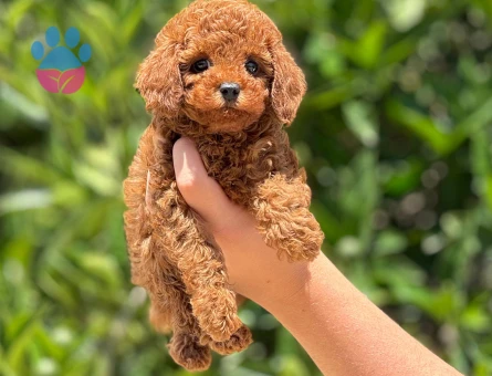 Orjinal toy poodle