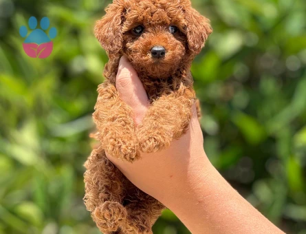 Orjinal toy poodle - 5040