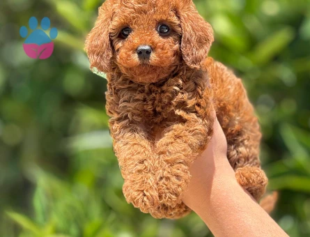 Orjinal toy poodle