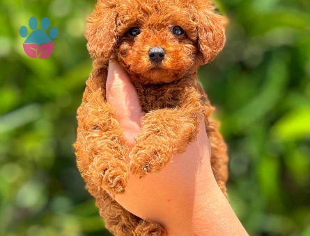 Orjinal toy poodle 3 Aylık