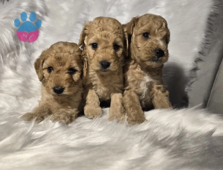 Orijinal Teacup Maltipoo - 5042