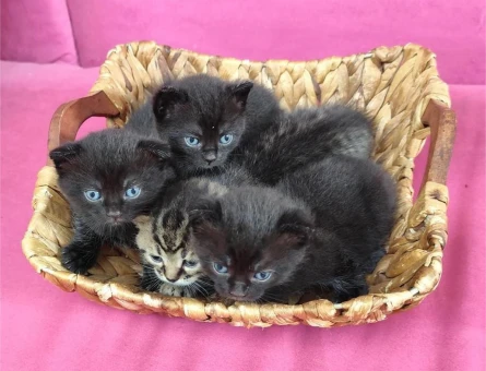 Scottish Fold 2 Aylık Topaç Kafa Büyükçekmecede