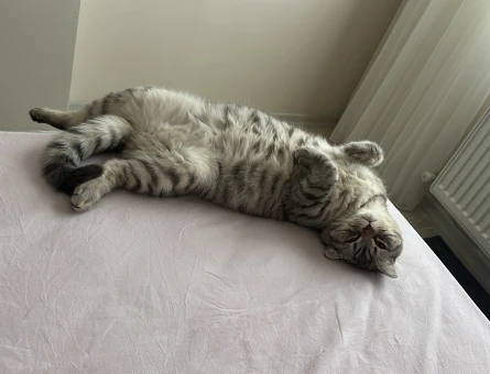 Kızıma yuva arıyorum