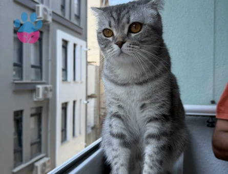 Kızıma yuva arıyorum