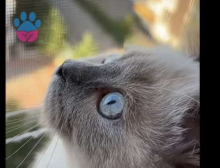 British Shorthair 4 Aylık Yuva Arıyor