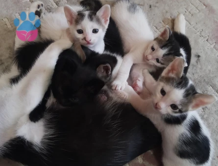 ANNE KEDİ KAPIMA DOĞURDU