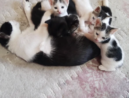 ANNE KEDİ KAPIMA DOĞURDU - 6466