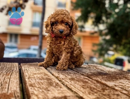 Poodle yavrusu 2 aylık - 6470