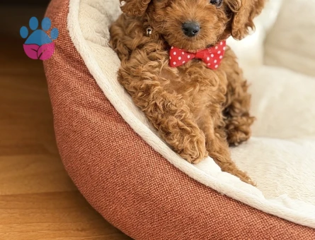 Poodle yavrusu 2 aylık
