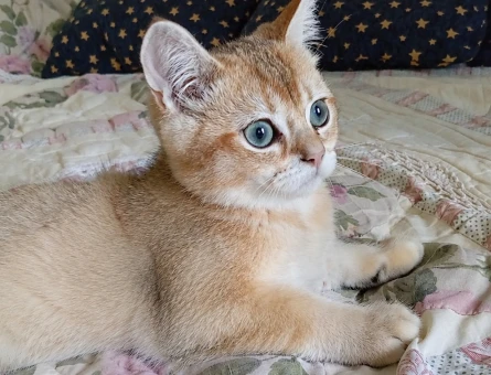 Orjinal ırk British shorthair golden - 6471
