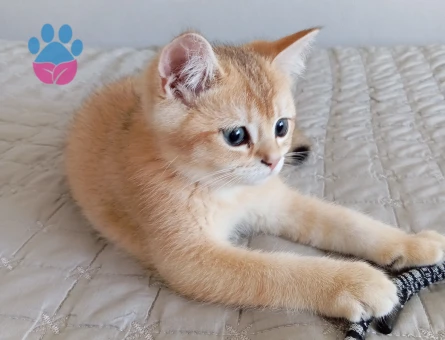 Orjinal ırk British shorthair golden