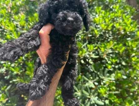 2.5 aylık safkan toy poodle - 6472