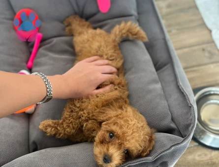 2 aylık Toy Poodle dişi yavru