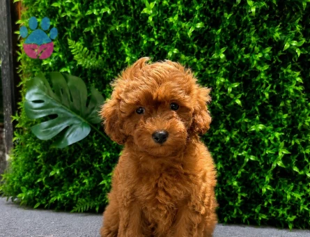 Muhteşem Apricot Toy Poodle Yavrusu | Eşsiz Tüy Kalitesi | Ruhsatlı Üretim