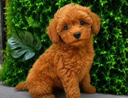 Muhteşem Apricot Toy Poodle Yavrusu | Göz Alıcı Tüy Yapısı | Özel Yavru - 6479
