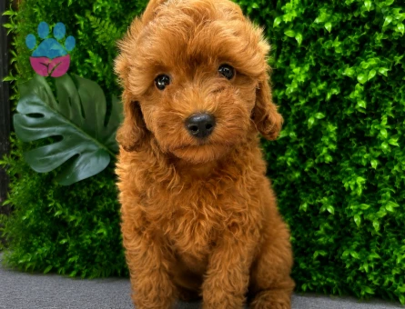 Muhteşem Apricot Toy Poodle Yavrusu | Göz Alıcı Tüy Yapısı | Özel Yavru