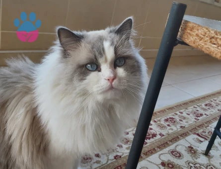 Erkek ragdoll kedimiz için güvenilir yuva - 6482