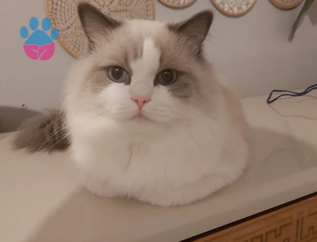 Erkek ragdoll kedimiz için güvenilir yuva