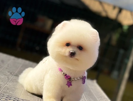 Oyuncu Pomeranian