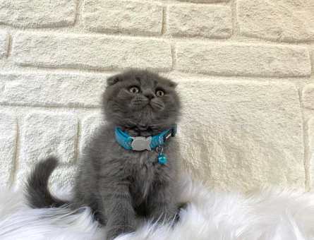 Scottish Fold Gri Erkek 2 Aylık