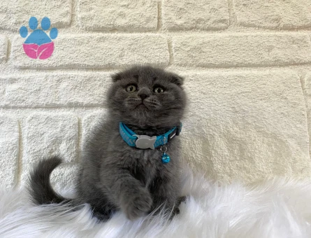 Scottish Fold Gri Erkek 2 Aylık