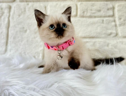 British Shorthair Çikolata Point Dişi 2 Aylık