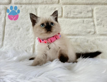 British Shorthair Çikolata Point Dişi 2 Aylık