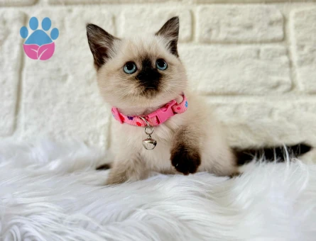 British Shorthair Çikolata Point 2 Aylık