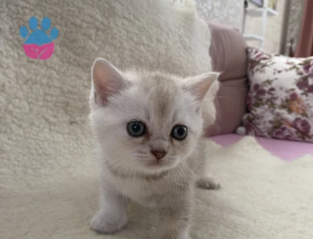 British  short hair yavru kedi