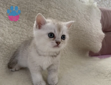 British  short hair yavru kedi