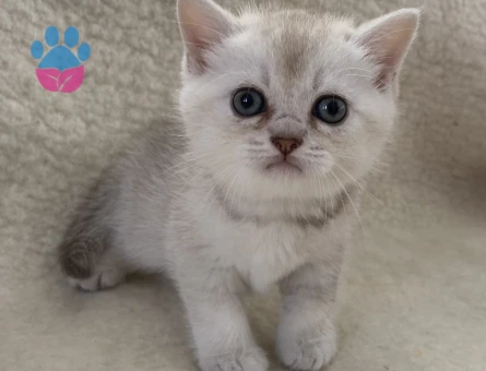 British  short hair yavru kedi