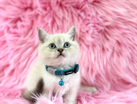 British Shorthair Bluepoint Erke 2 Aylık yavrumuz