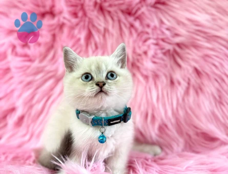 British Shorthair Bluepoint Erke 2 Aylık yavrumuz