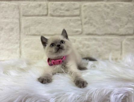 British Shorthair Blupoint Dişi Yavrumuz