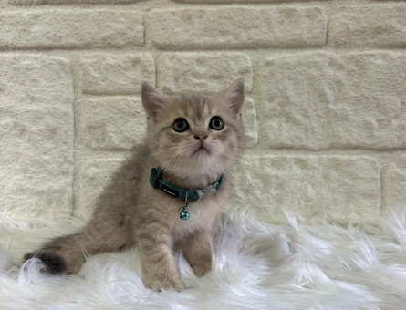 British Shorthair Cream Tabby Erkek Yavrumuz