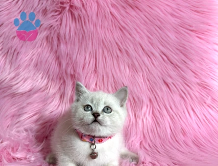 Koca Kafa British Shorthair Dişi 2 Aylık